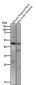 Anti-FOXA2/Hnf3B Rabbit Monoclonal Antibody